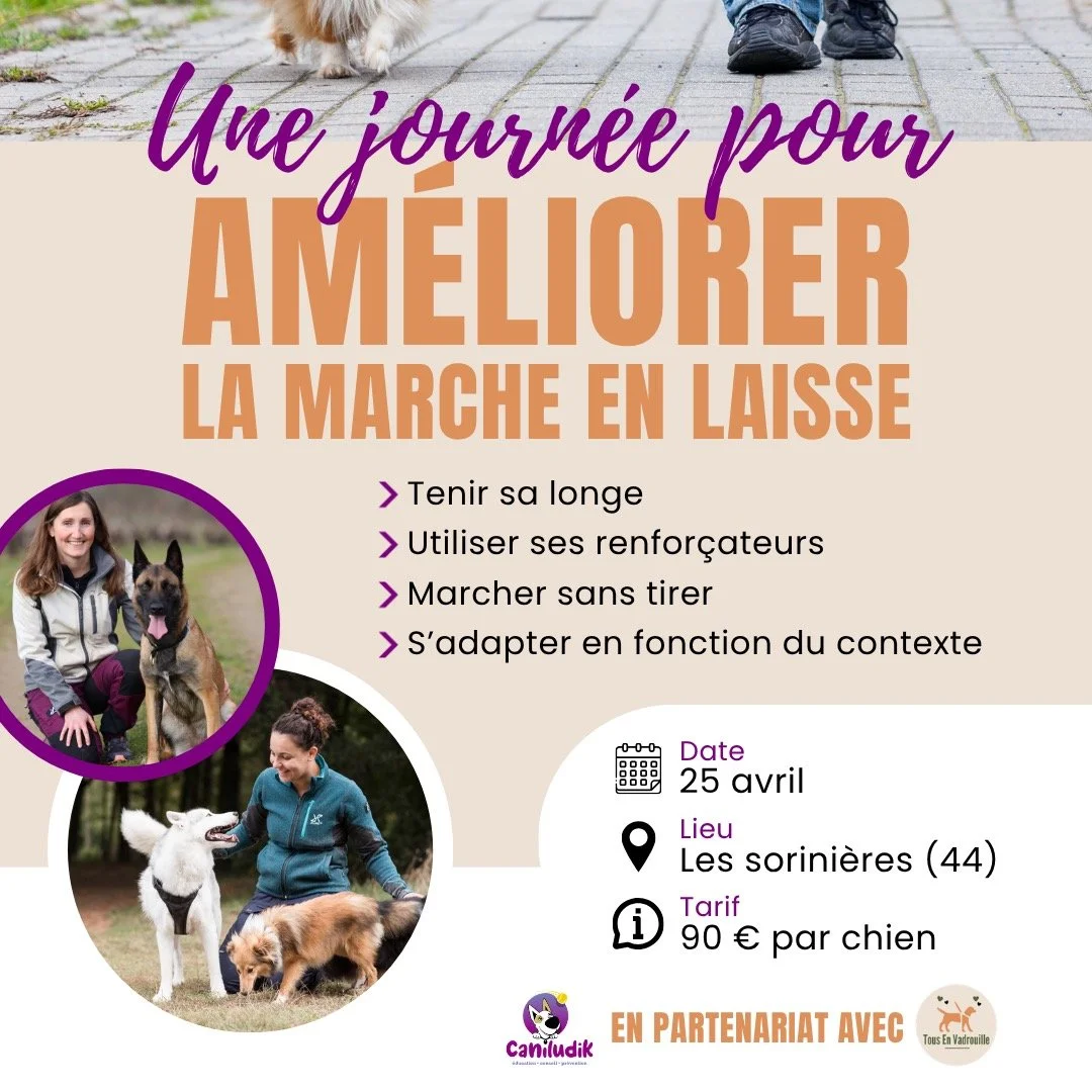 🐾 Une balade, &ccedil;a devrait &ecirc;tre un moment agr&eacute;able&hellip; pas une source de stress.

Et pourtant aujourd&rsquo;hui, c&rsquo;est tout l&rsquo;inverse.

Ton chien t&rsquo;arrache le bras d&egrave;s que tu sors
Il n&rsquo;&eacute;cou