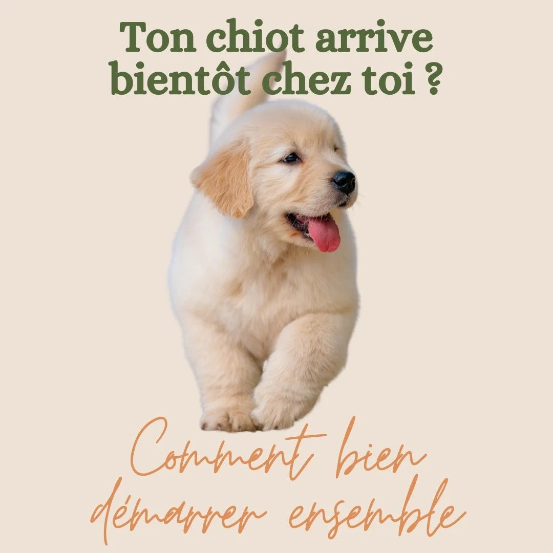 🐾 Ton chiot arrive bient&ocirc;t ? Pr&eacute;pare-toi &agrave; changer de vie (en mieux 😄)

Spoiler : les premiers jours avec ton chiot vont &ecirc;tre &agrave; la fois magiques&hellip; et un peu sport 🐶💥

Entre les d&eacute;couvertes, les petite