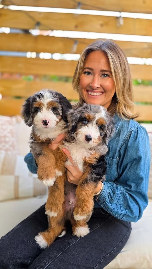 A smiling woman in a blue denim shirt holding two adorable fluffy Australian Shepherd puppies in her lap, sitting on a white couch with a wooden fence backdrop.
