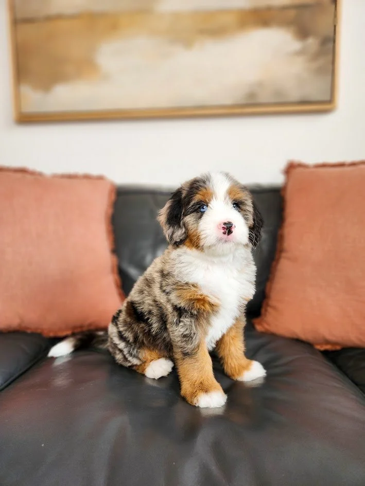 A cute Australian Shepherd puppy with blue eyes sitting on a black leather couch with two peach-colored pillows behind it, in a cozy living room.
