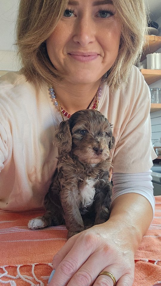 Puppy bath and grooming day is quite the undertaking! It is so important to us to start a good positive grooming experience young. Grooming is an essential part of a dogs life, especially a doodles life. While doodles are great and offer benefits of