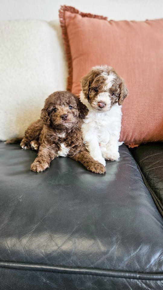 πΎWe have had so many questions on these cute cockapoos! While they are new to our program, they are not a new breed. I call them the original doodle. My aunt had one when I was little, they have been around a long time. So here is some fun informati