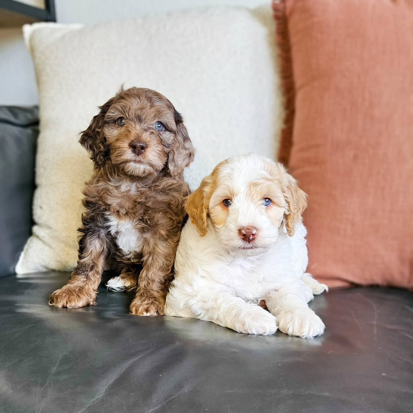 This is 6 weeks! (A little late, because they are actually 7 weeks now π)
πDolly's Coutry Stars π
I swear they get more a more stunning each week! Watching them grow is a true privilege. They are learning so much each day, seeing new things, hea