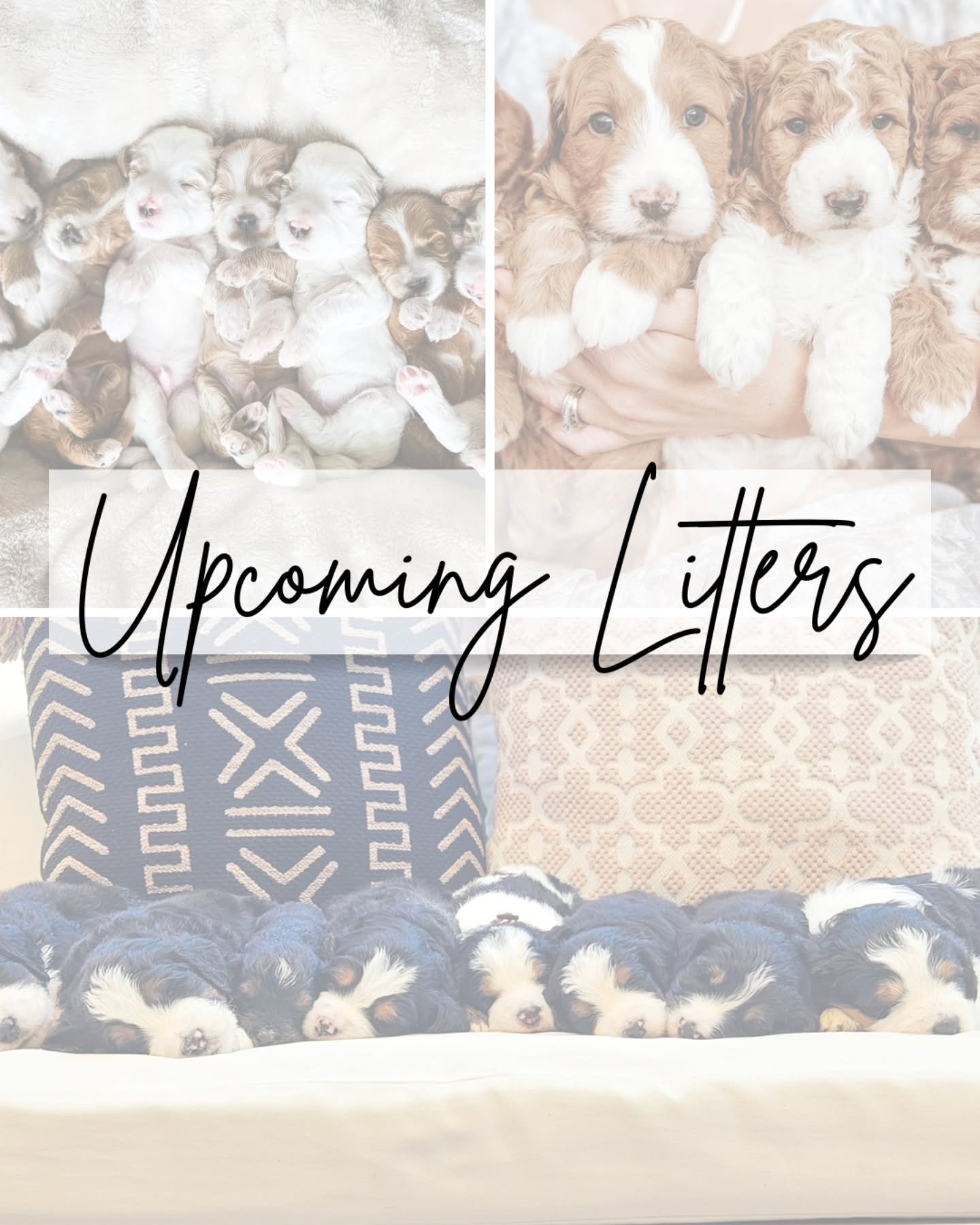 Upcoming Litters Announcement!β¨
We are SO excited to share that we have some absolutely adorable puppies on the way! πΎπ
π« Indy & Bubba – Mini Goldendoodles (15–25 lbs) Due middle of July
π« Saylor & Bubba – Mini Goldend