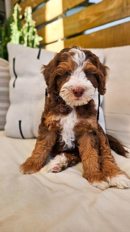 Can't stop won't stop.
Welcome to our new guy...Hutch the chocolate tri mini bernedoodle.
I am absolutely thrilled to be adding him to our program! He will be our first bernedoodle studs and will pair so nicely with our current and future girls.