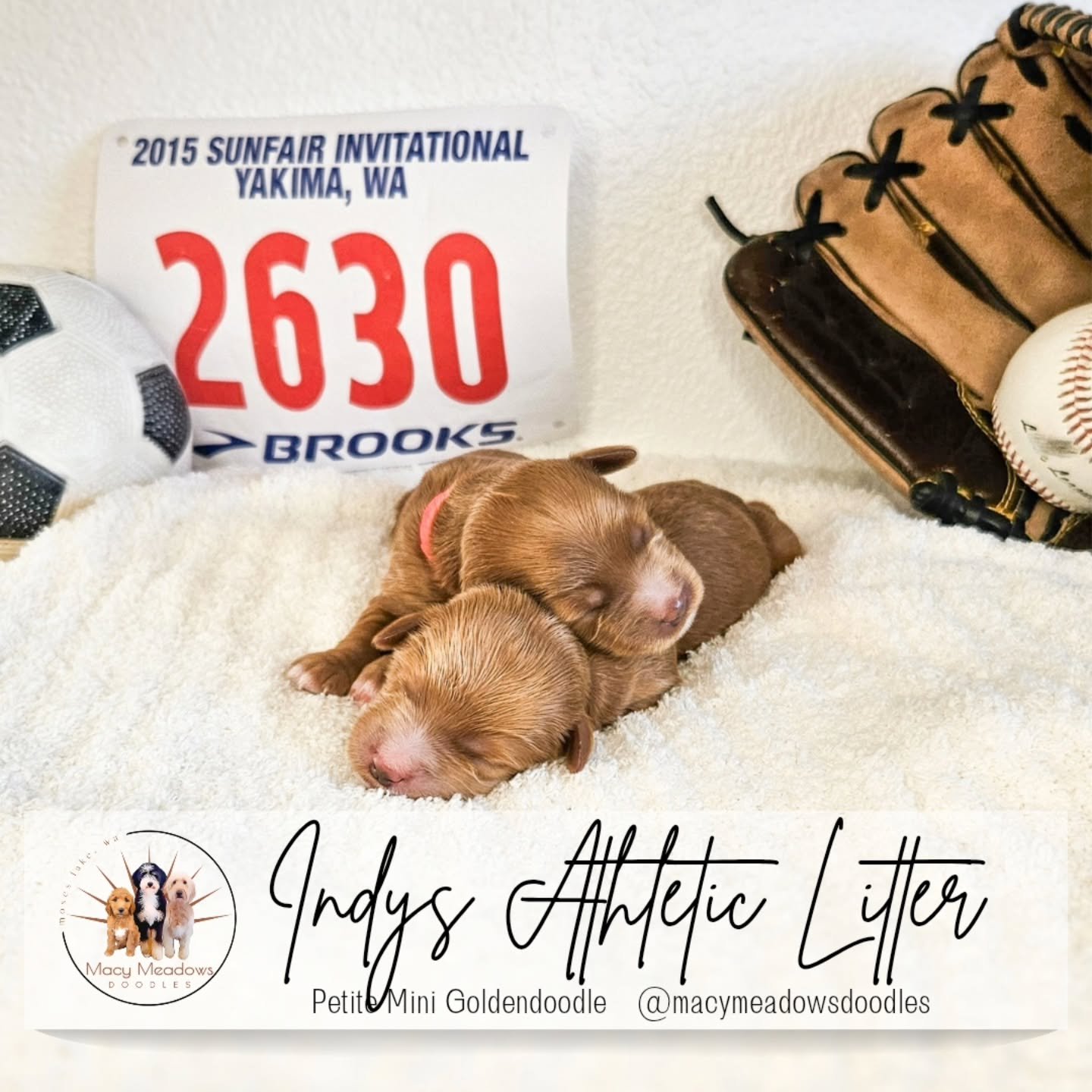 βΎβ½ Indy’s Athletic Litter Has Arrived! π‍βοΈ
We’re so excited to introduce Indy’s petite mini goldendoodles—affectionately nicknamed our Athletic Litter in honor of the sports our family loves: β½ soccer, π running, and βΎ