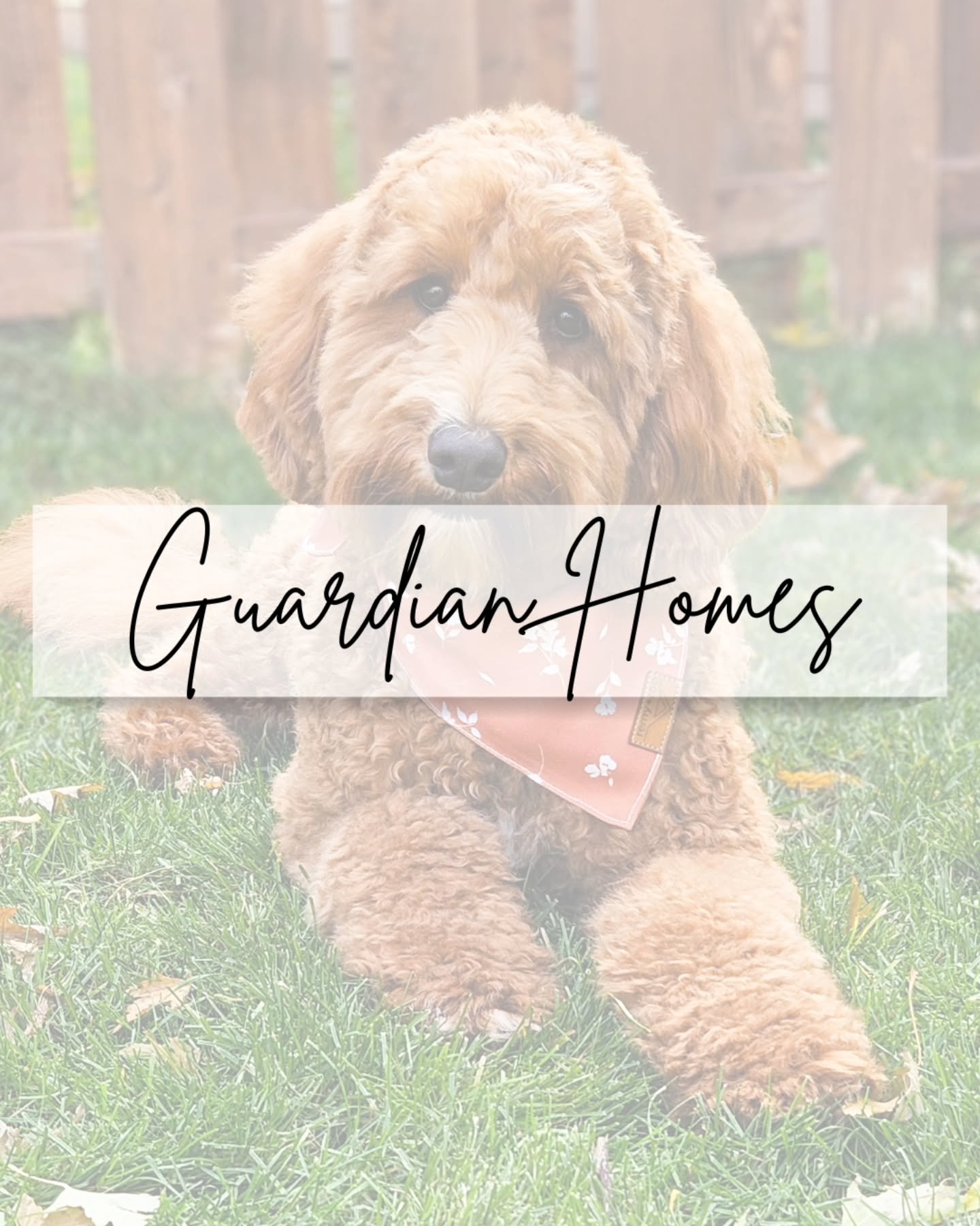 π Guardian Home Opportunity! π
We’re looking for wonderful families to join our Guardian Home Program and receive one of our amazing dogs! πΎ
We have upcoming spots for:
β¨ A female Petite Mini Goldendoodle
β¨ A female Mini Goldendoodle
β¨ A f