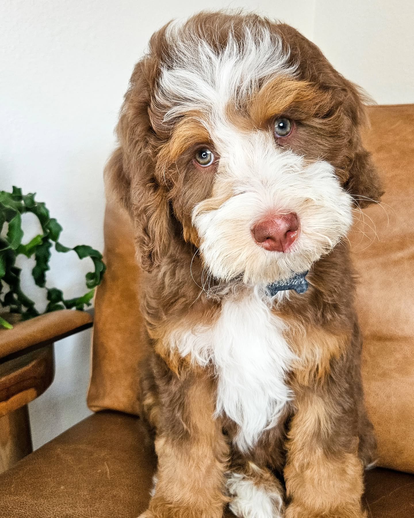 I don't know about you... but I love chocolate. Chocolate candy and chocolate puppies. Mr Hutch is such a stricking guy. I am so happy that we will be introducing chocolate bernedoodles to our program over the next year. If you love the look of Hutch