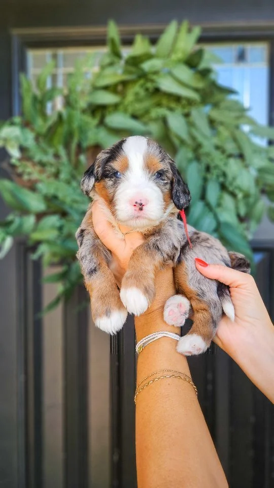 Tilly's Rock Stars are 3 weeks old!
They have their eyes and ears open and are getting around so well! We have some blue eyes in these babies. Can you spot them?
#bernedoodle #doodlesofinstagram #goldendoodle #dogslife #doodlelove #puppies #golden