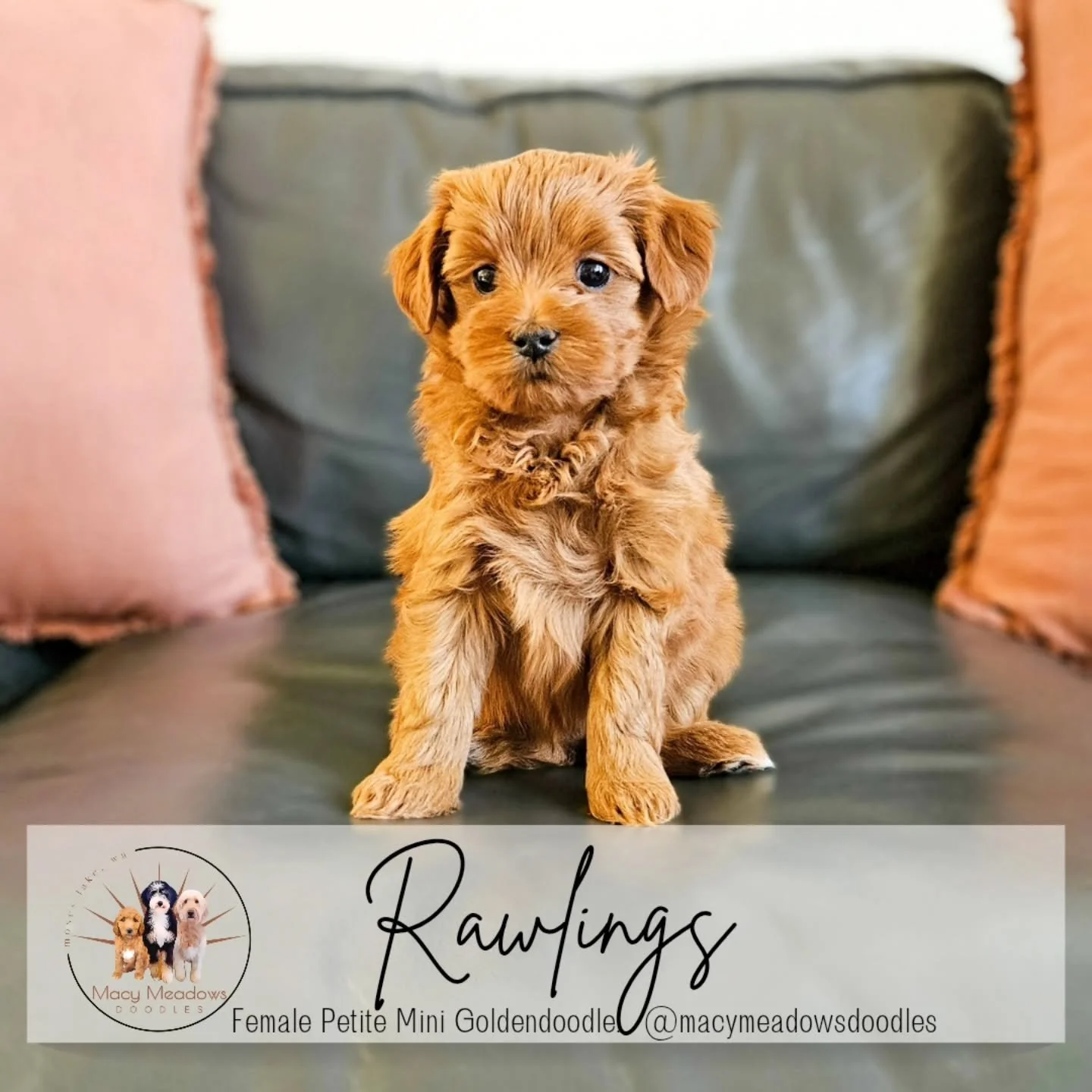 Indy’s Athletic Litter of petite mini goldendoodles – 6 Weeks Old
Our little athletes are growing up fast! πΎ At 6 weeks old, selections have been made and these sweet pups are starting their big-kid adventures. They’re weaning, ab
