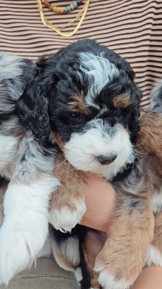 Come meet your new bestie!
Tilly's Rock Stars are the best family members!
#bernedoodlesofinstagram #doodlepuppy #goldendoodle #puppygram #puppylove #bernedoodlepuppy