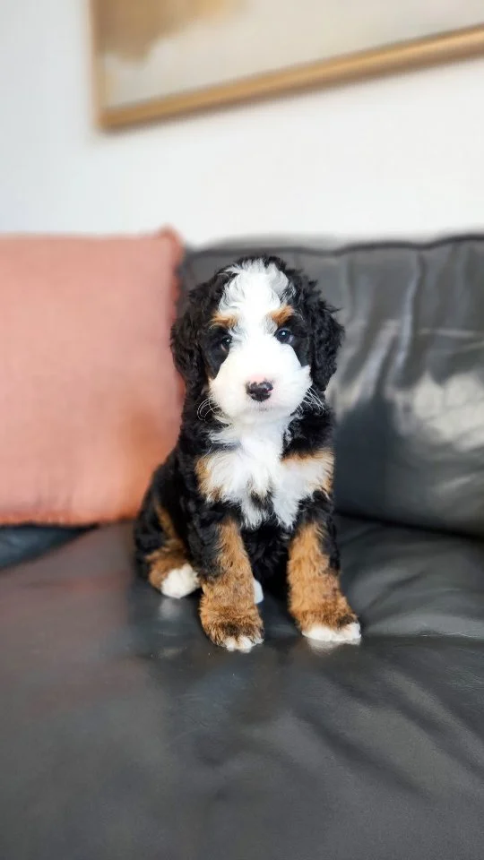 McCartney is such a love! Can you even handle those eyes? He has the perfect bernedoodle marking. I am in love!!
#puppylove #puppygram #doodlesofinstagram #doodlepuppy #doodlelove #bernedoodle #bernedoodlepuppy #bernedoodles #puppies #doglover #pnw