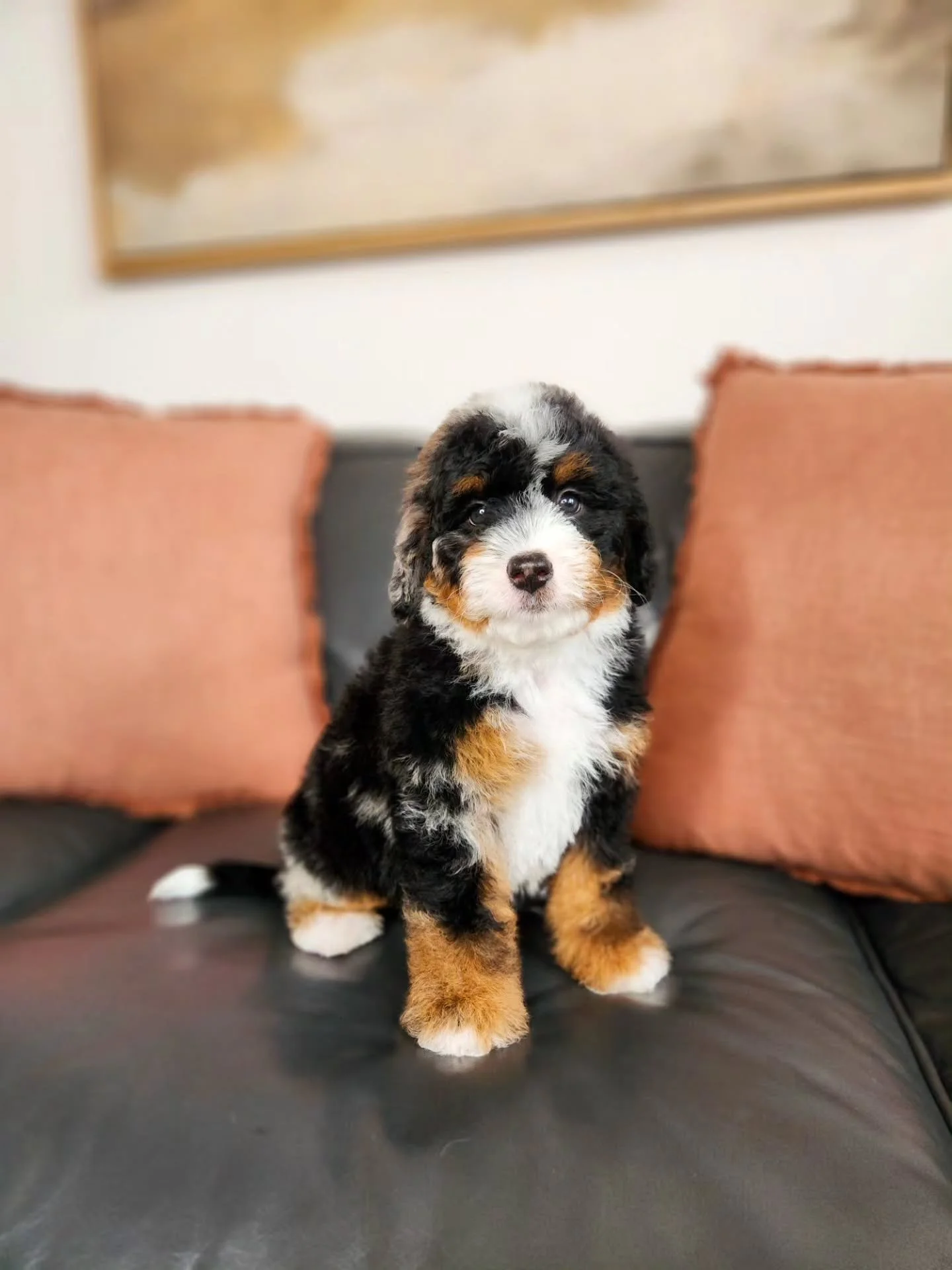 I love the many sides of Ziggy!
You want tri...I got you.
You want merle...I got that too.
So cute and unique.
Swipe to see all the sides of Ziggy.
#merlebernedoodles #bernedoodle #bernedoodlepuppy #doodle #doodlepuppy #doodlelove #dogs #p