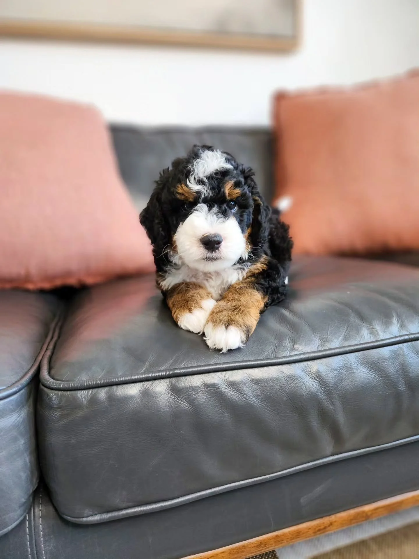 Ringo!
Mulitgen mini bernedoodle
Ringo is sweet, playful, confident and has a great over all temperament. He is meduim energy, high touch tolerance and meduim assertiveness. He loves my kids and other dogs! Ringo is a great puppy who would be a won