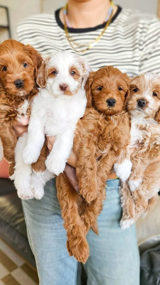 It's hard to capture 8 weeks of caring and loving on these 7 little ones in under a minute. Love them so much!
#minigoldendoodles #goldendoodles #doodles #dog #puppies