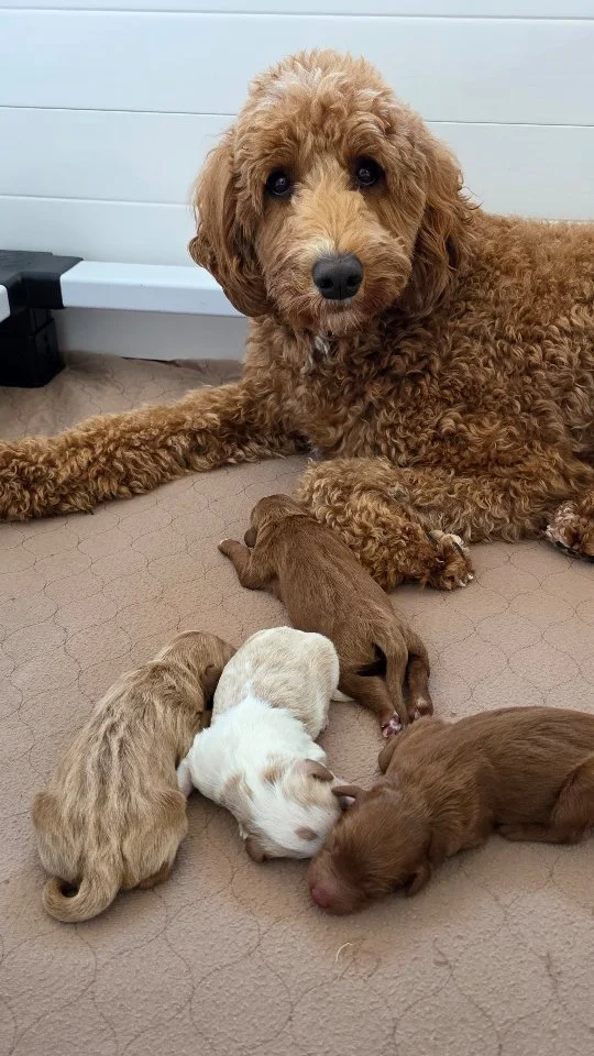 SUPRISE!
Saylor welcomed 4 precious puppies. We love them already, 3 boys and 1 girl In some gorgeous colors! Litter theme coming soon!
#puppylove #puppygram #doodlepuppy #goldendoodle #dogslife #puppyoftheday
