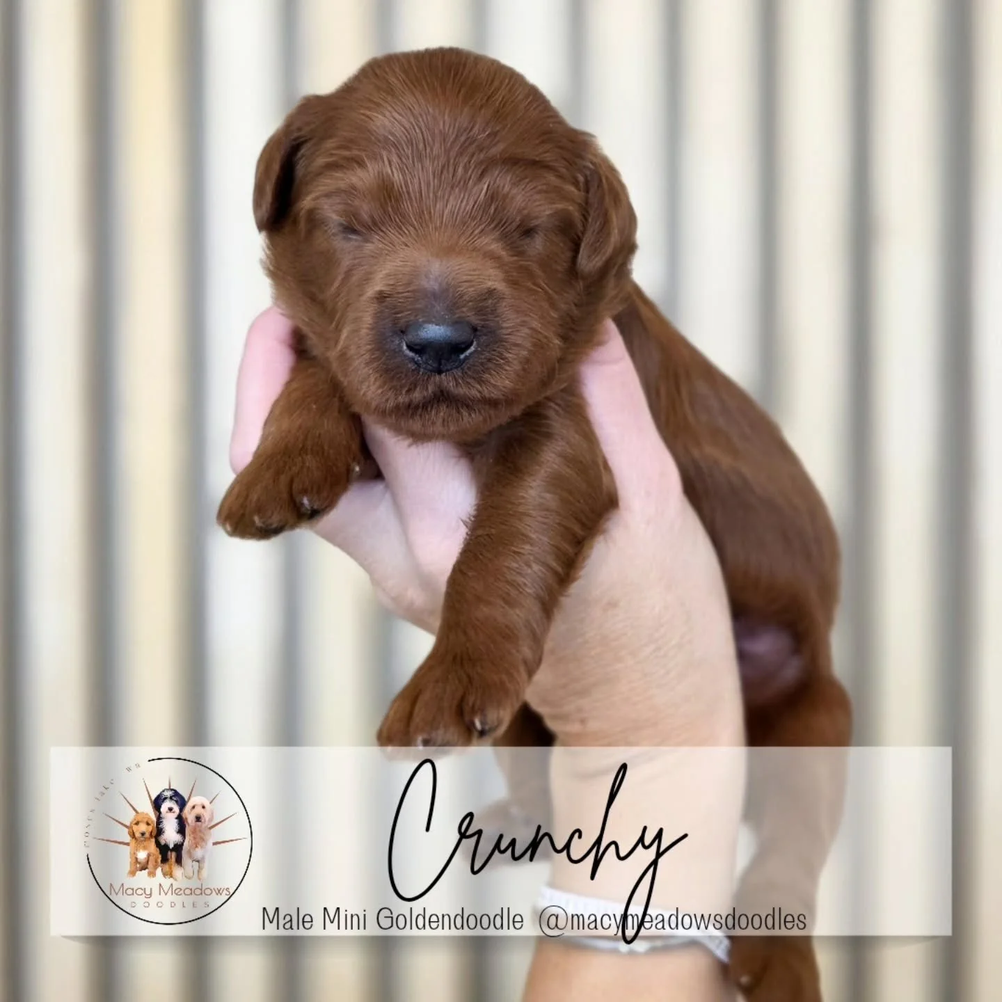🍂 Saylor &amp; Bubba&rsquo;s Fall Feelings Litter 🍁
Meet Blaze, Crisp, Crunchy, and Cozy &mdash; our sweet mini Goldendoodles who are just 1 week old! These little fall babies are thriving, gaining weight, and getting delightfully chunky thanks to 