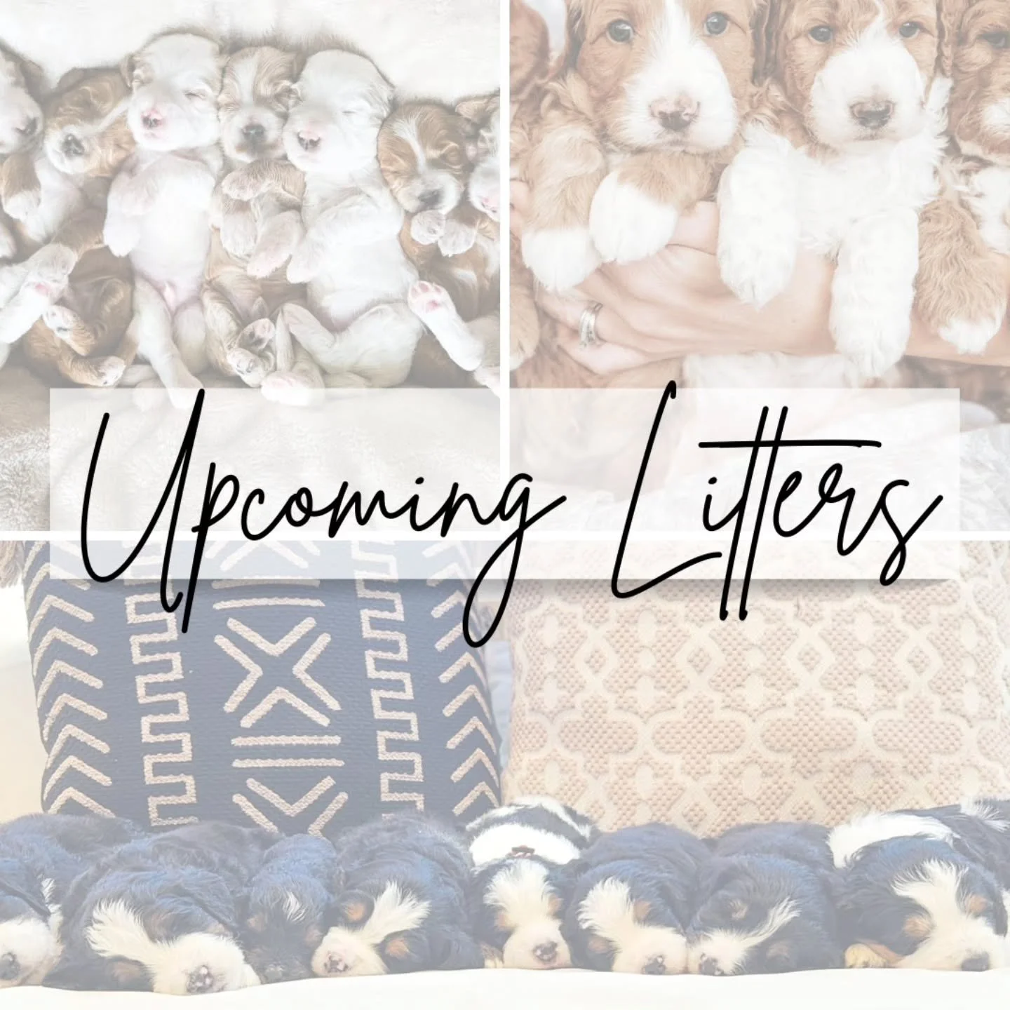 Our upcoming litter plan for end of 2025 and beginning of 2026! 
We are so excited for some new mommas, repeat pairings and new pairings. 
Our waitlist are open, some only have one spot available, so space may be limited. I am so excited for these li