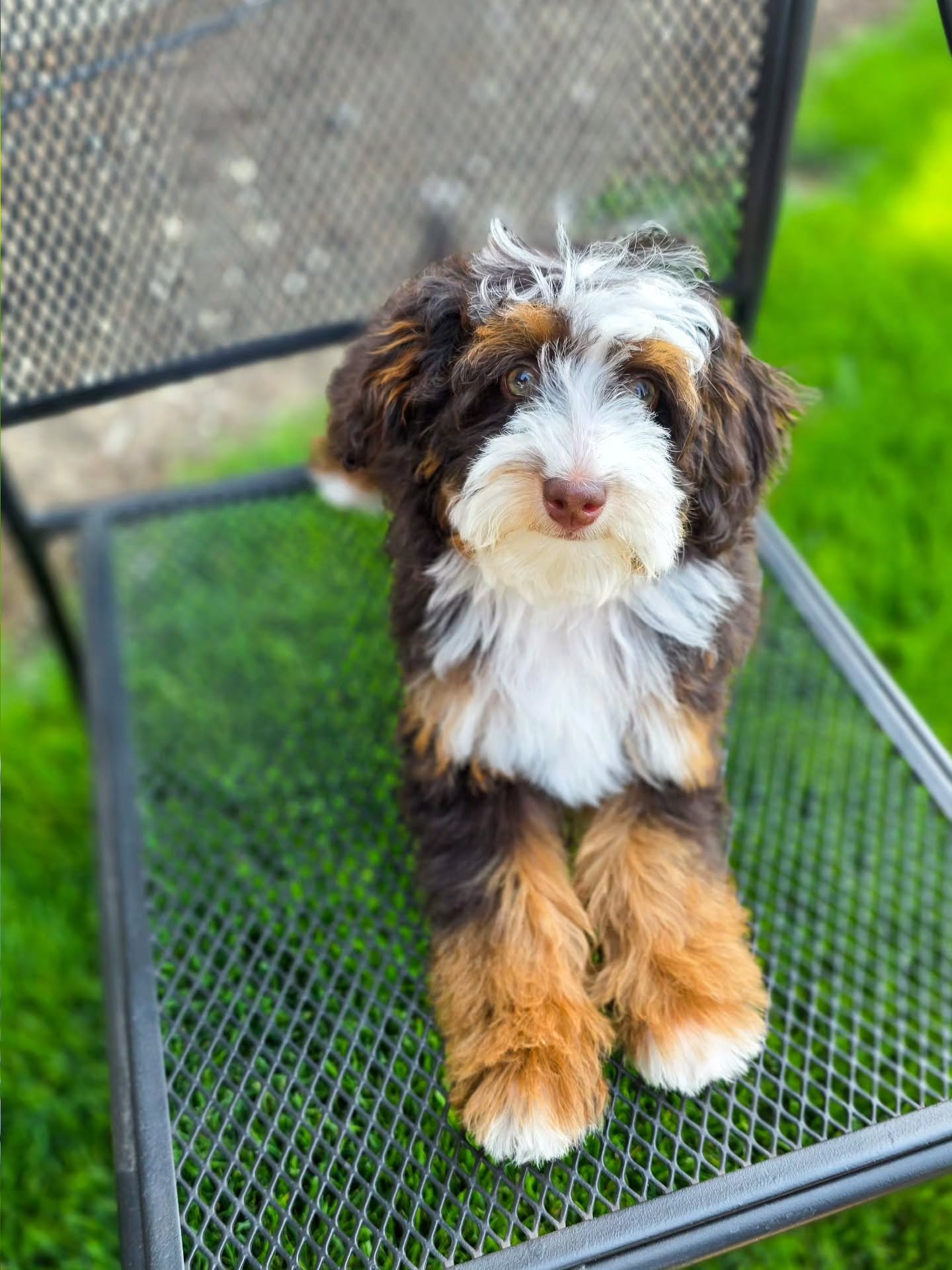 Introducing Phoebe, our new micro/mini bernedoodle future momma! 

Phoebe or Mitty as her darling guardian home calls her, is a gorgeous dark chocolate tri with a straight coat. We are in love with this little girl! She is gorgeous and has the best l