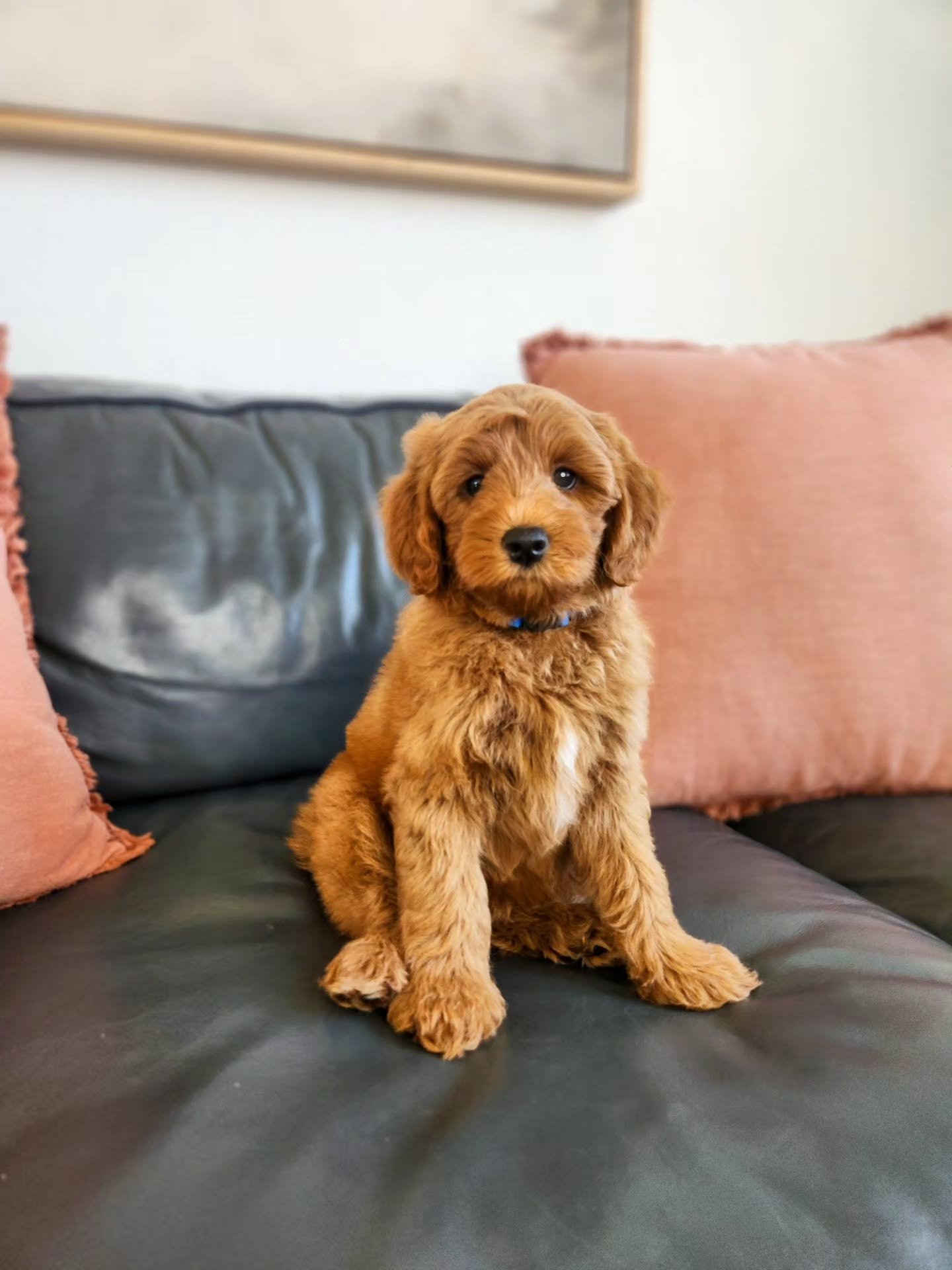 Nope...he isn't AI. He is a real life petite goldendoodle puppy. 

He&rsquo;s the definition of the ideal petite Goldendoodle &mdash; the perfect blend of both breeds. With his blocky head, thick fluffy red coat, balanced build, and soulful eyes, Nik