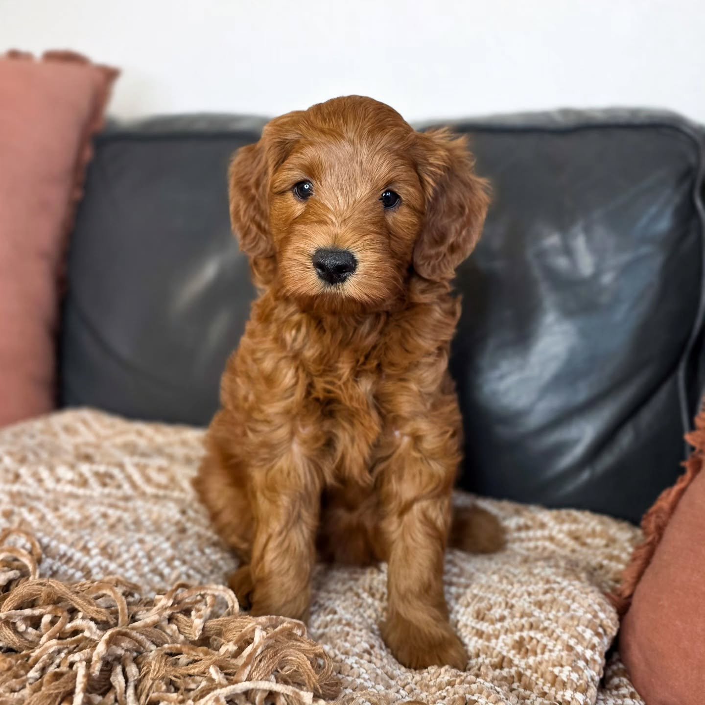 🍁🍂🐾Saylor's Fall Feelings litter is 6 weeks old already! 🐾🍂🍁
(Ok...maybe a little more than 6 weeks😉)

They are so fun, playful, sweet and so smart. I can see so much of their mommas amazing temperament on them already. This week these guys ha