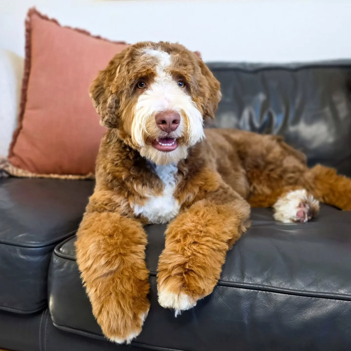 🐾💙HUTCH💙🐾

How absolutely stunning is Mr Hutch man? His gorgeous thick wavy coat and chocolate coloring is a dream! He has a stocky blocky build like a bernese. He is so fun and always smiling. 😁
Hutch will be a stud in 2026 after some health te