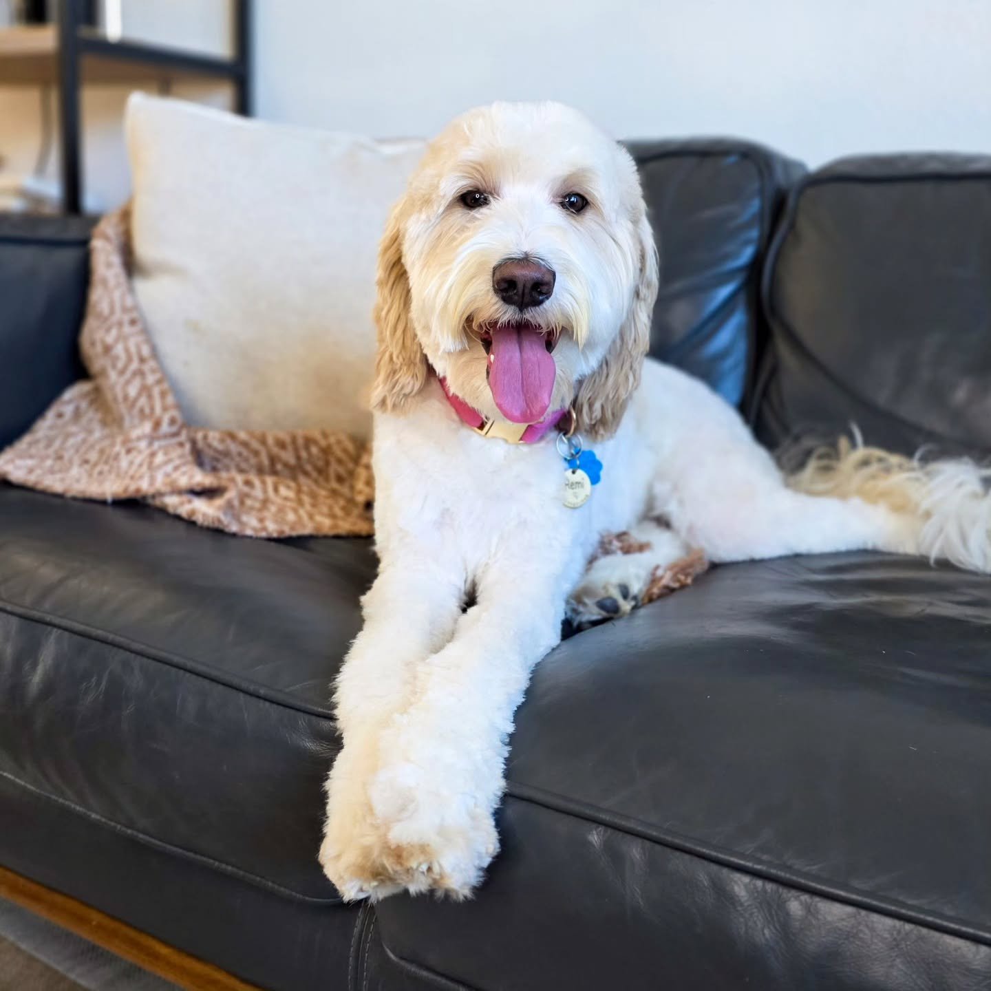 We have big plans this week to breed these two, Remi and Chevy. Both of these amazing dogs were born in my home and have amazing temperaments! They are both outgoing, confident, adjust easily to new environments and they love people so much. I am so 