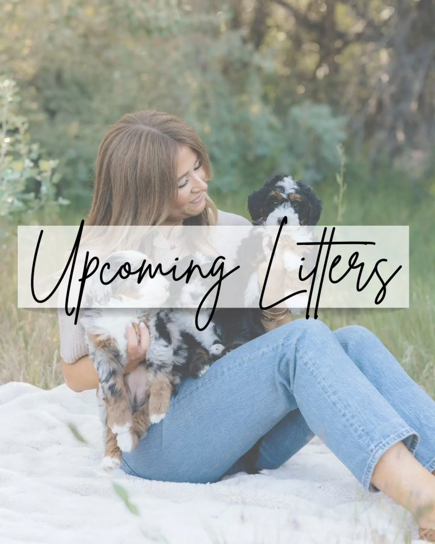✨ **SO MANY EXCITING THINGS ARE COMING!** ✨

We have been carefully planning our upcoming litters, and we are SO excited about what late 2026 and early 2027 will bring. 🤎 We have four beautiful pairings planned, giving our families options from tiny