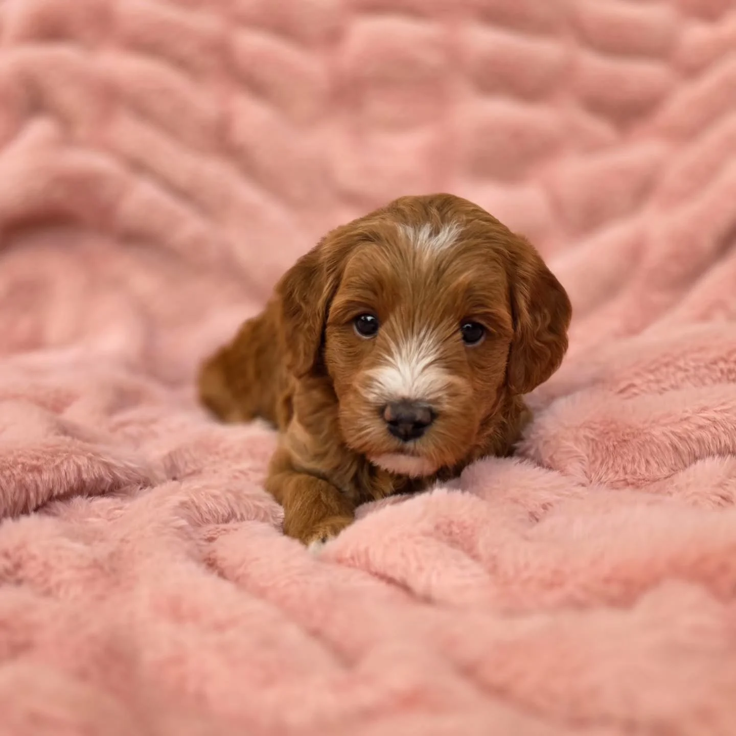 ✨ **WHAT, LIKE IT&rsquo;S HARD?** ✨

Saylor&rsquo;s **Legally Blonde Litter** is officially **5 weeks old!** 💕🐾 And these petite mini Goldendoodles are getting cuter&mdash;and more confident&mdash;by the day!

At five weeks, these little ones are B