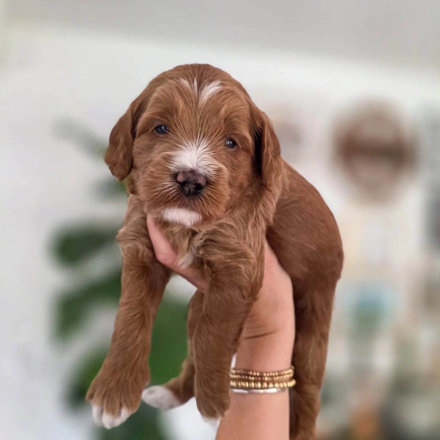 At **3 weeks old**, Saylor's 💕Legally Blonde💕 litter is proving that pink really *is* their color! These petite mini Goldendoodle babies are opening up to the world&mdash;bright eyes, wobbly walks, tiny barks, playful interactions with their siblin
