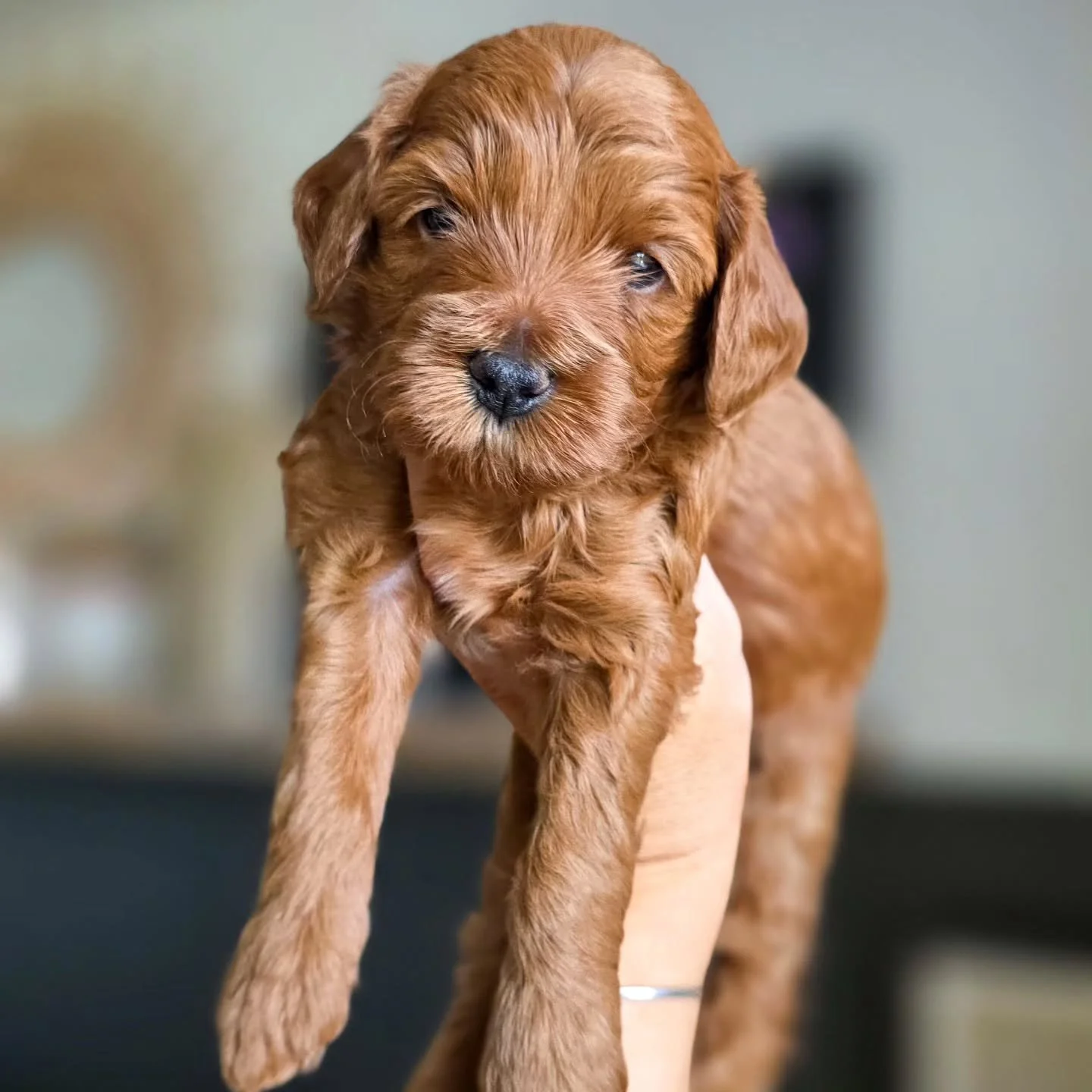 Indy's Golden Goals are 4.5 weeks old. Time is really starting to fly by. 

These little ones are doing great with early stages of potty training.  Are there accidents? Yes. But they are getting the hang of it for the most part. 

They are really pla