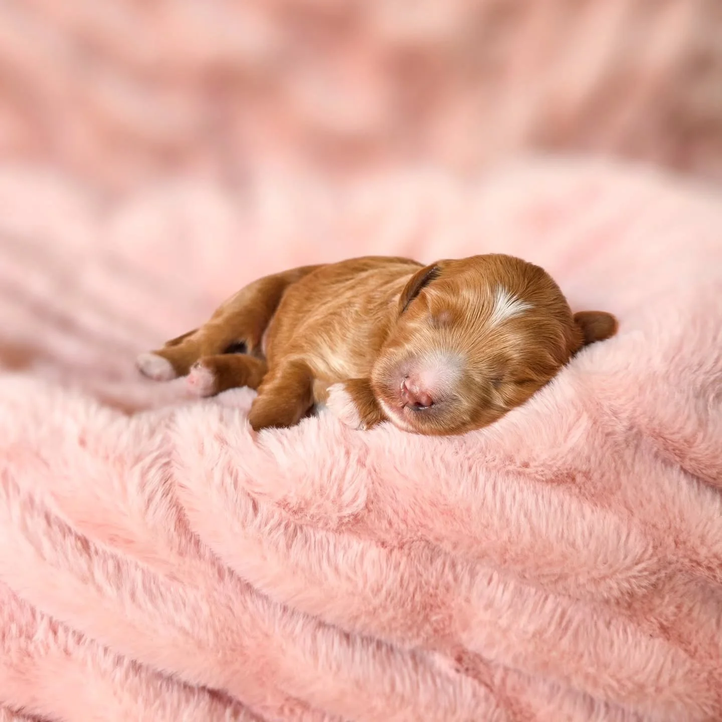 Saylor's Legally Blonde litter of mini goldendoodles!

Introducing the stars!
Elle
Warner 
Vivian 

All so sweet and chunky! This first week has been full of eat sleep repeat. Saylor is always a reliable and attentive momma. I am so grateful for that