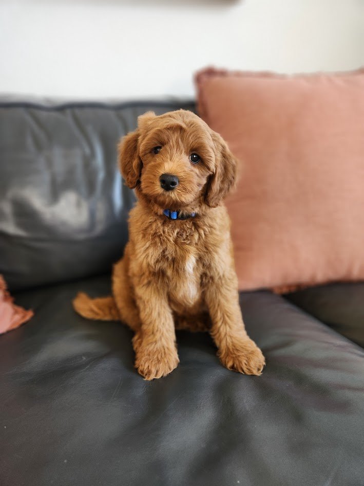 A cute brown puppy with floppy ears sitting on a black leather couch with pink pillows in the background.
