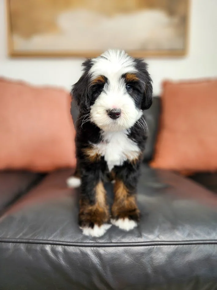 A cute Bernese Mountain Dog puppy standing on a black leather couch with pink cushions in the background.