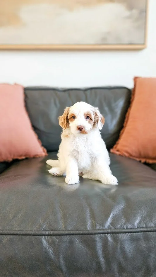 A cute puppy sitting on a leather couch between two pink pillows with a blurred painting above in the background.