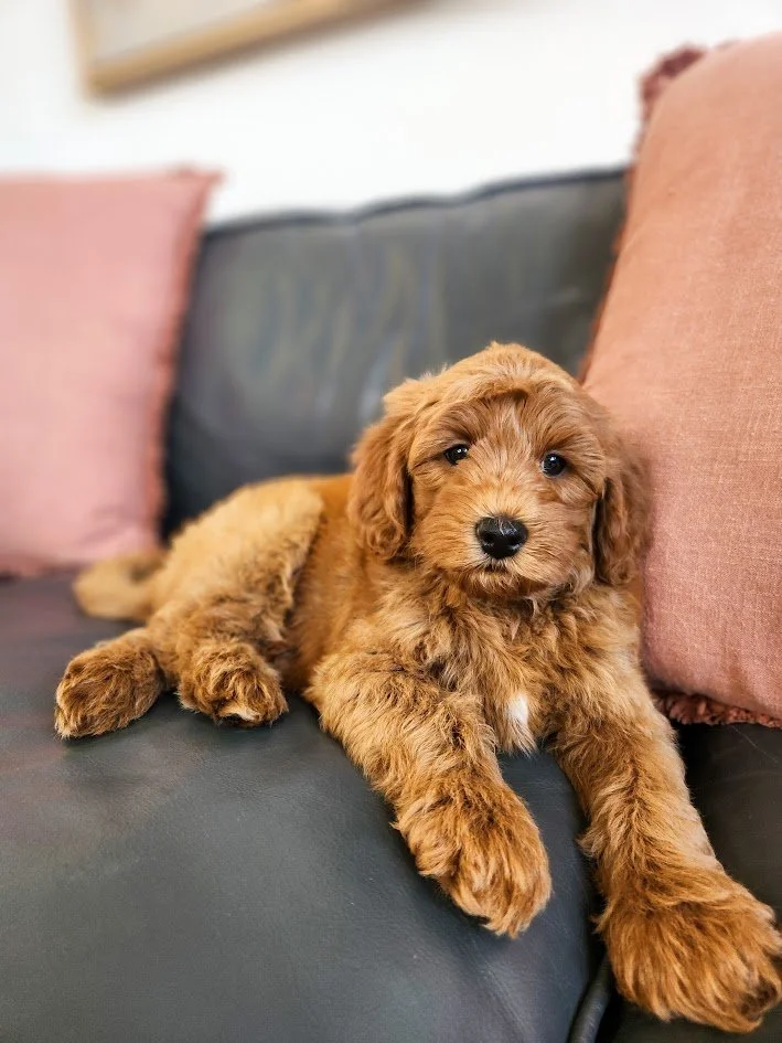 A cute, fluffy, light brown puppy with dark eyes and a black nose lying on a gray sofa next to pink cushions.