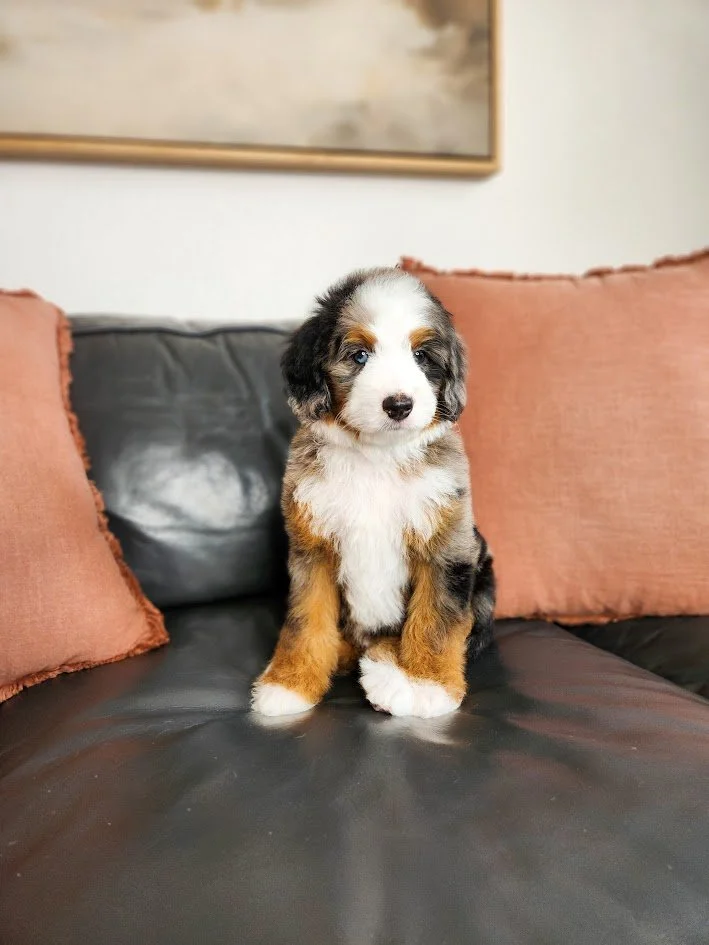 A cute Australian Shepherd puppy sitting on a black leather couch with pink throw pillows, in front of a framed picture hanging on the wall.