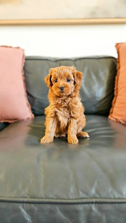 A small, fluffy brown puppy sitting on a dark leather couch with pink cushions on either side.