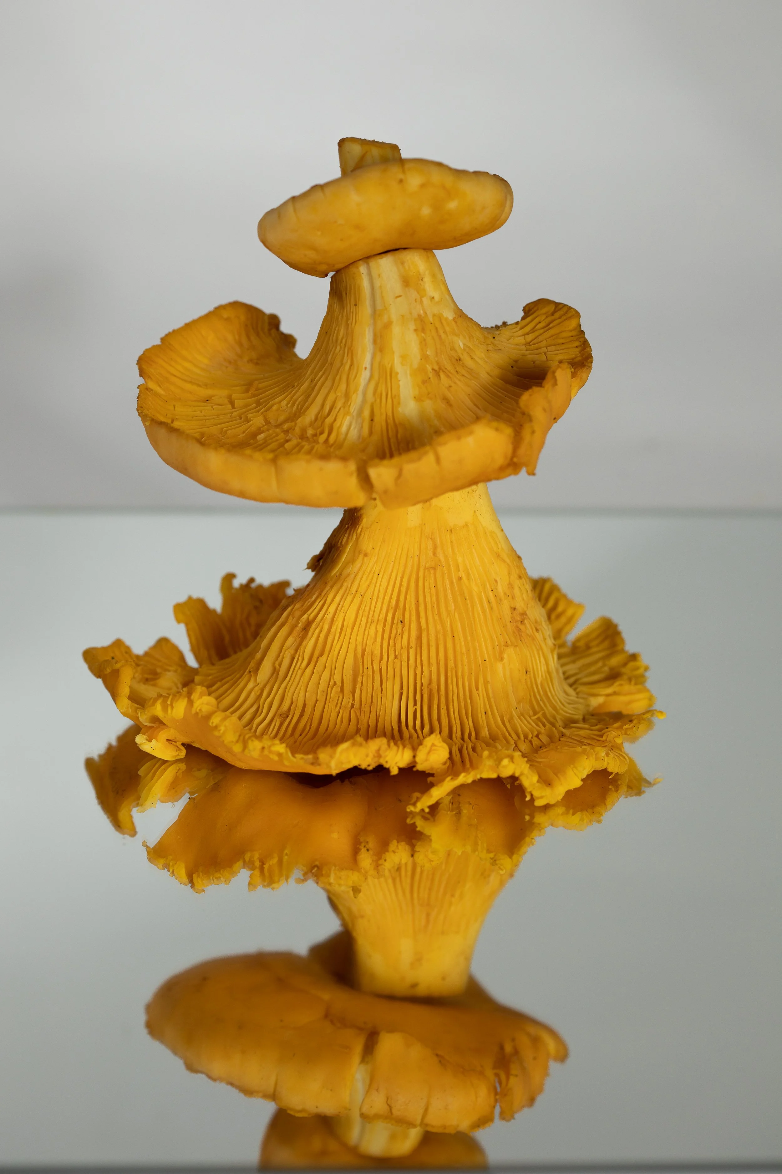 Kitchen Paper No.3, Fall issue, print available via @kitchenpaper 