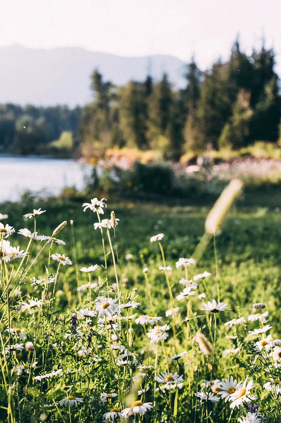 Close-up of wildflowers, mainly daisies, with a blurred background of trees, a body of water, and mountains.