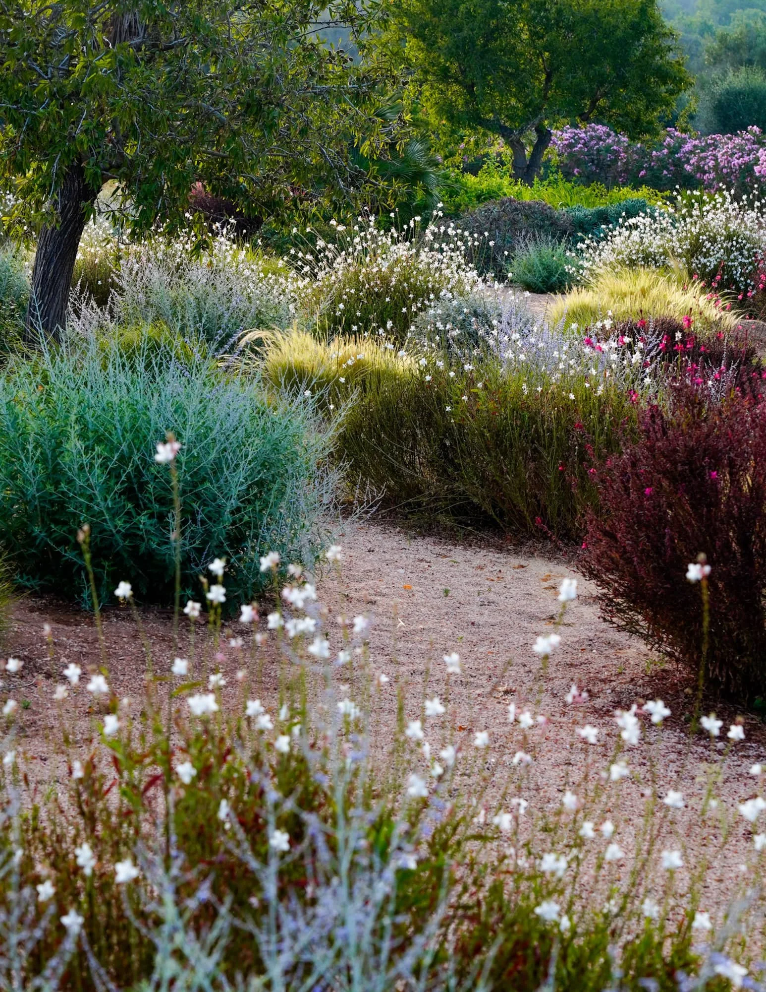 A lush garden path surrounded by various colorful flowering plants, bushes, and trees.