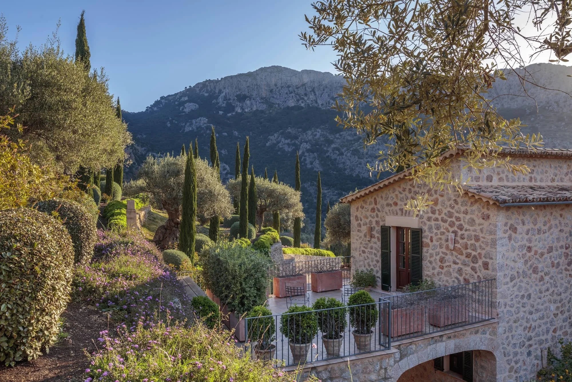 Terraced hillside garden with lavender and olive groves, Mallorca