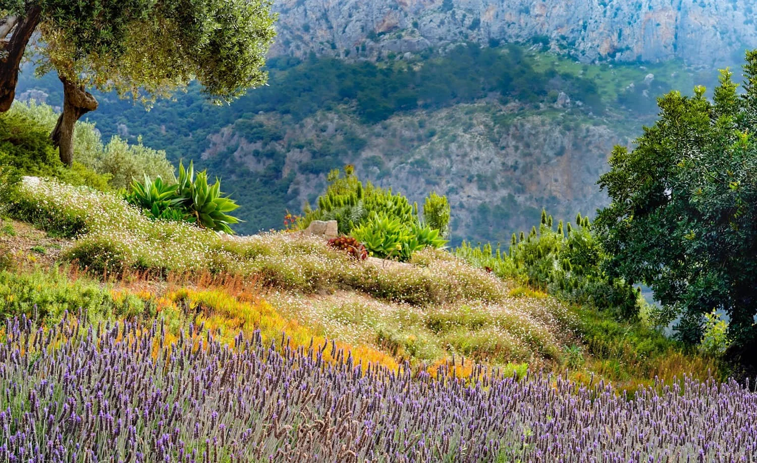 The Mediterranean Plant Guide