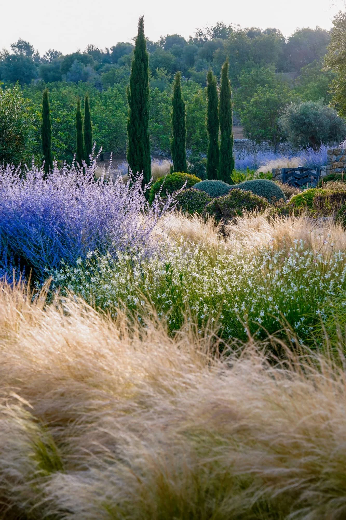 A landscaped garden featuring tall cypress trees, purple lavender, white flowering plants, ornamental grasses, and green bushes, with a hillside covered in trees in the background.