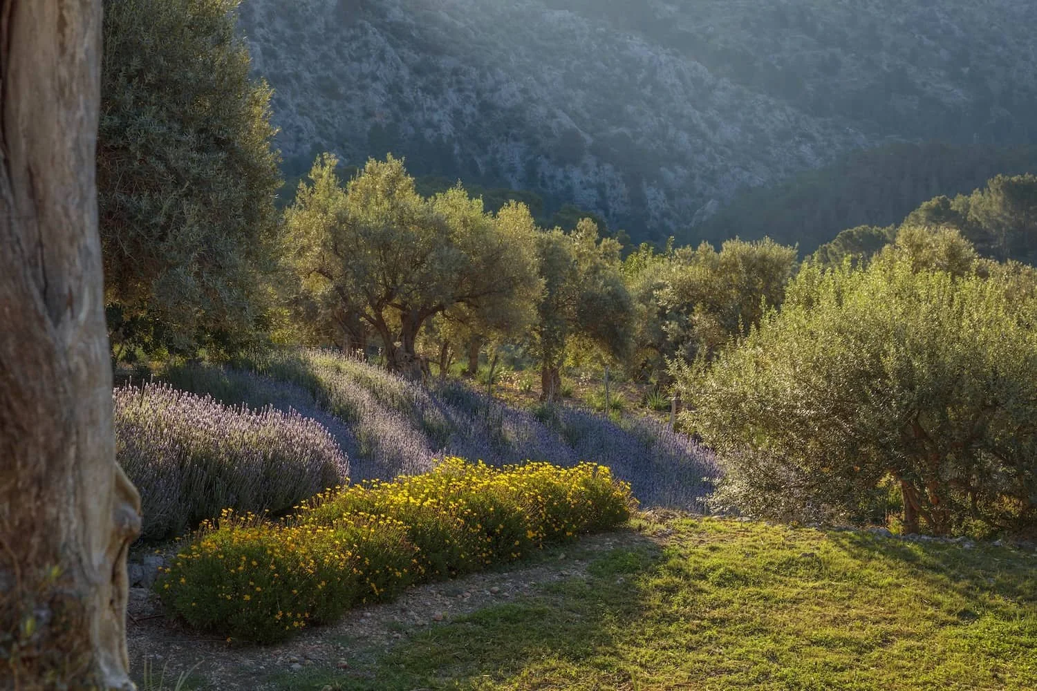 mountain-garden-mallorca-olive-grove.jpg