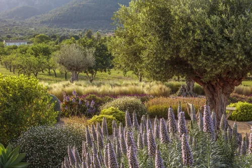 Mallorca Garden & Terrace Designers — Mashamba Design