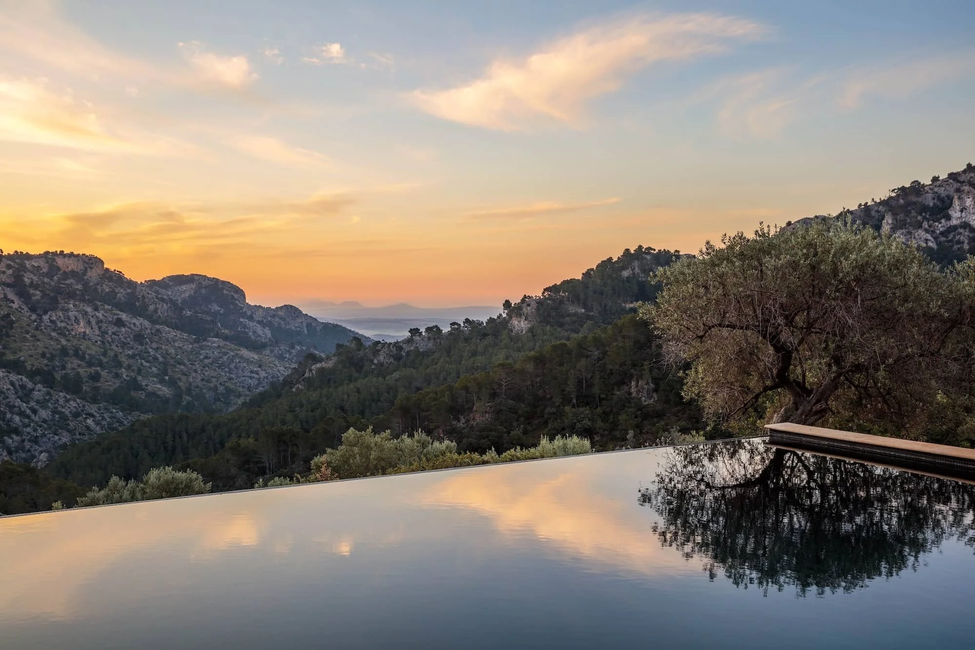 Olive tree reflected in water feature, Mallorca garden design