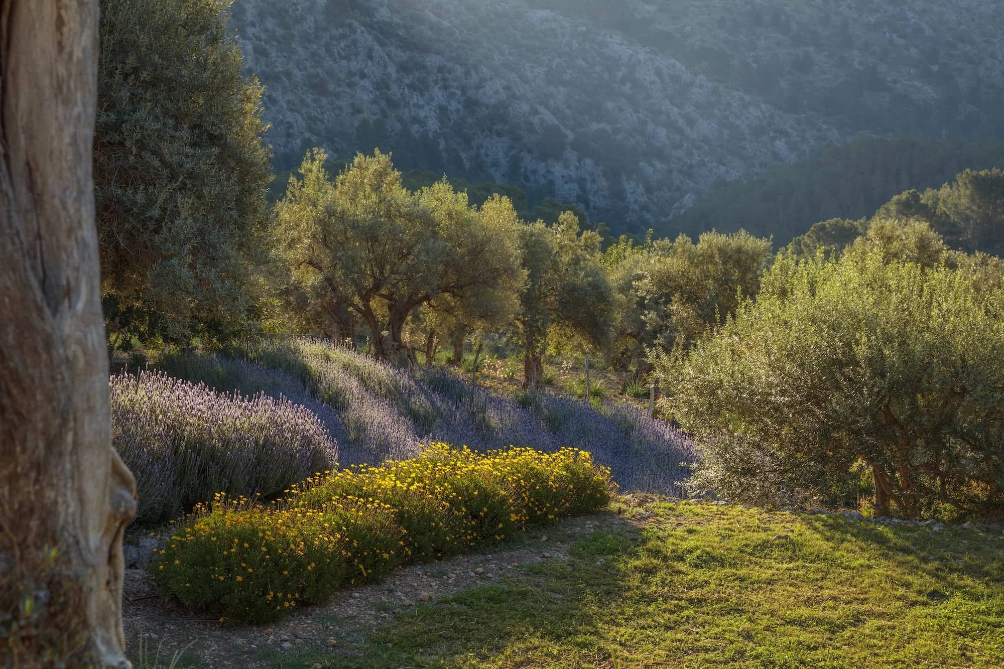 Lavender field merging into wild landscape — Tramuntana garden Mallorca