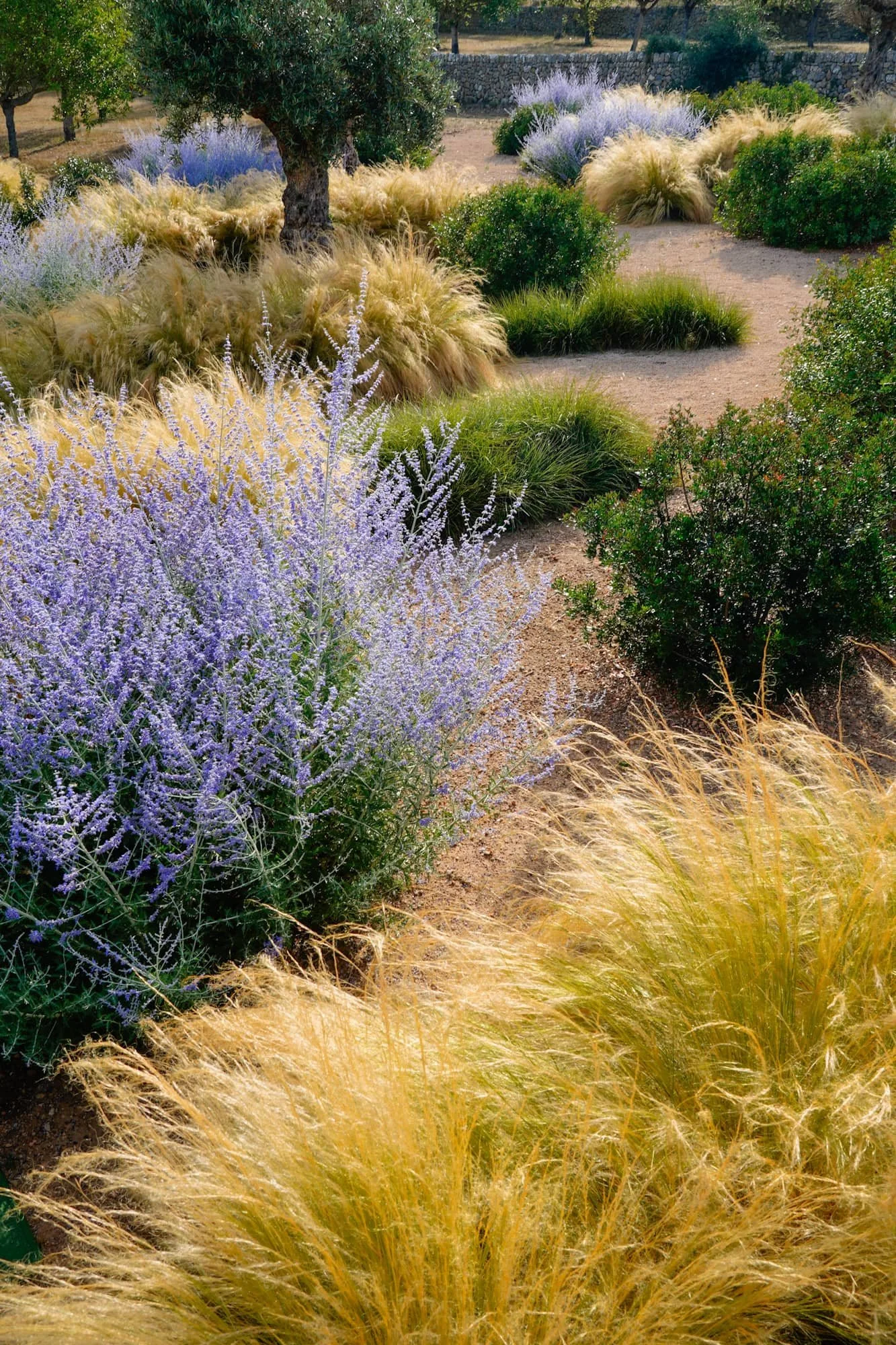 A garden with a dirt pathway surrounded by purple flowering plants, golden ornamental grasses, and green shrubs, with trees in the background.