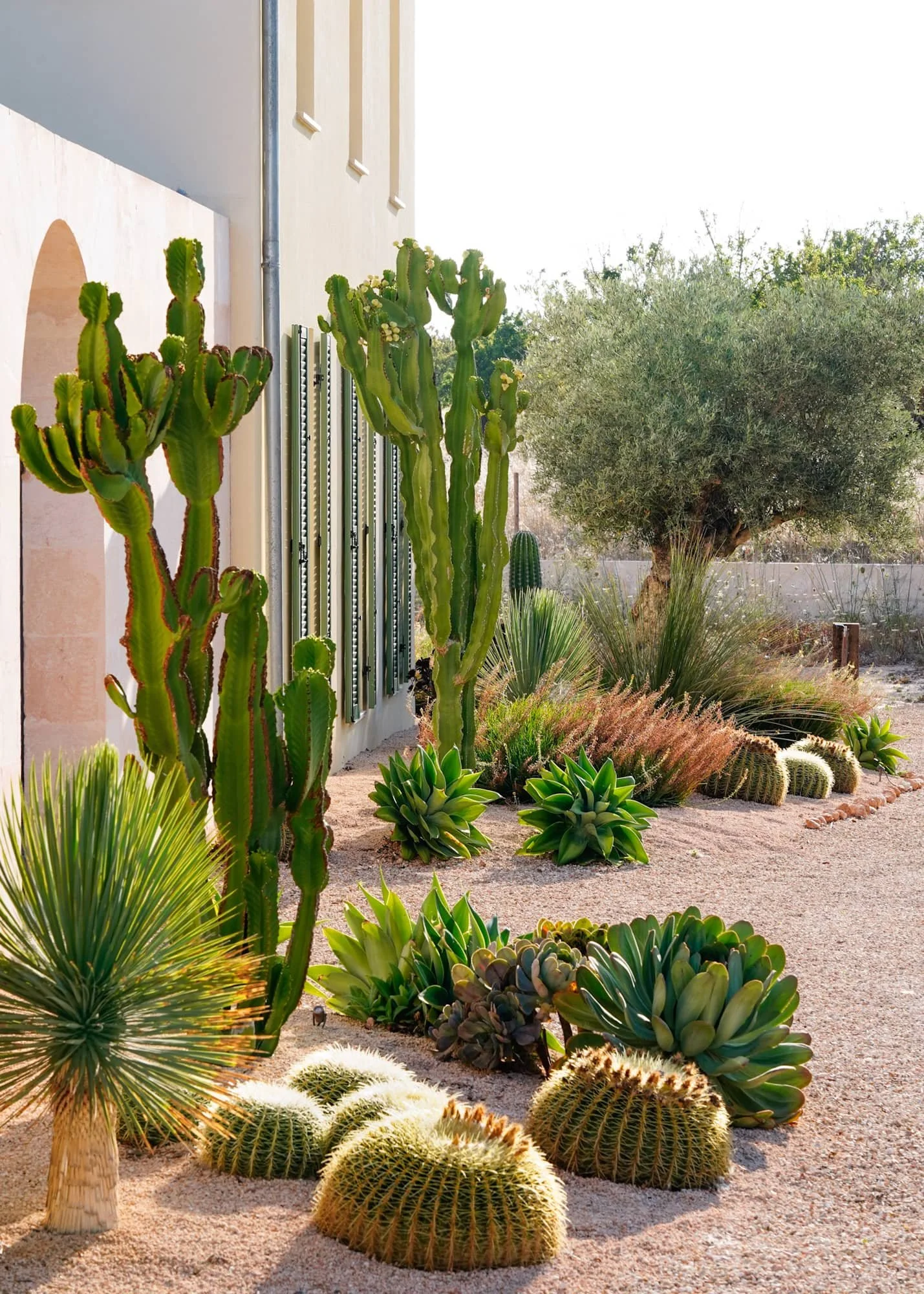 Desert garden with various cacti and succulents near a building wall, including tall columnar and prickly cacti, and a large leafy tree in the background.